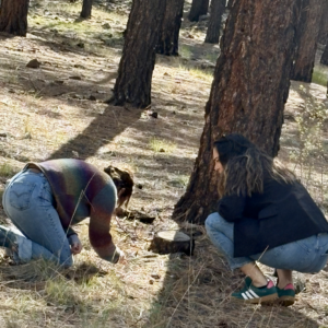 Two people looking at the ground at a Flagstaff forest corporate team building event