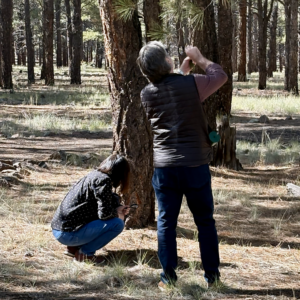 Two people looking at the trees at a Flagstaff forest corporate team building event